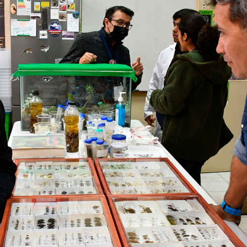 Cerca de medio millón de muestras tiene la colección biológica más completa de la zona norte de Chile